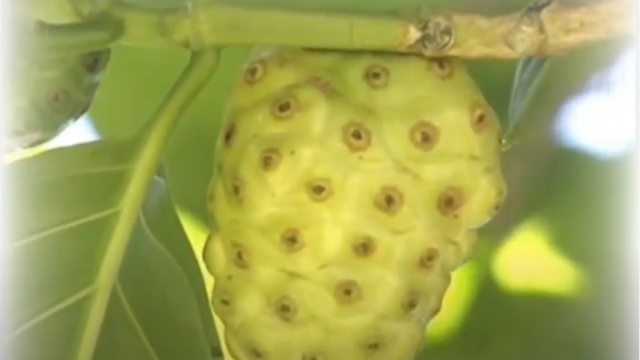 Noni - O Começo de tudo